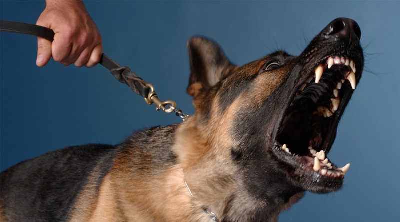 Fierce canines guard Bidhannagar rehab