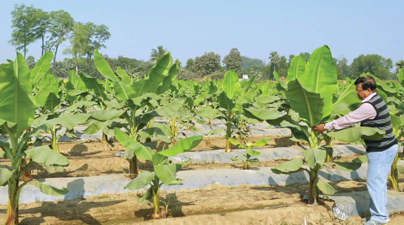 Sainthia Man Implied Israel Agricultural Method And Getting Huge Benefits