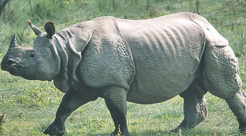 one horn rhinos are shifted from Jaldapara and Gorumara