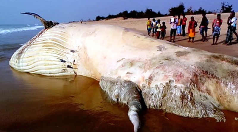 42 Foot dead whale found on Odisha Beach