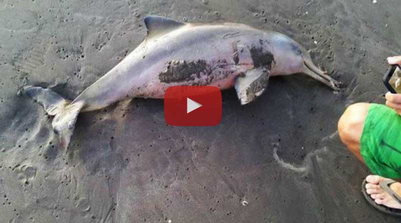 Inhuman: People’s Selfie obsession costs Baby Dolphin life