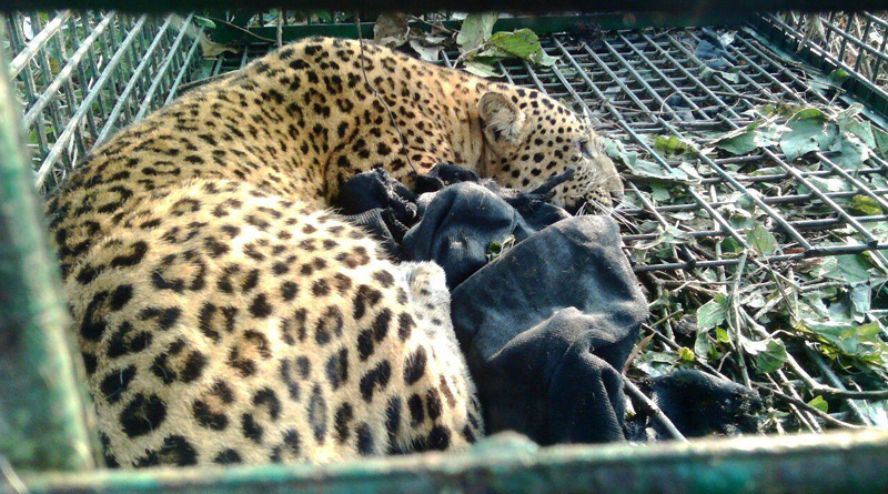 Leopard caged at Malbazar Tea Estate in Dooars