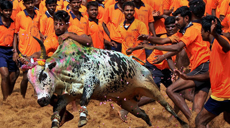 Jallikattu’s return a victory of populism over human values?