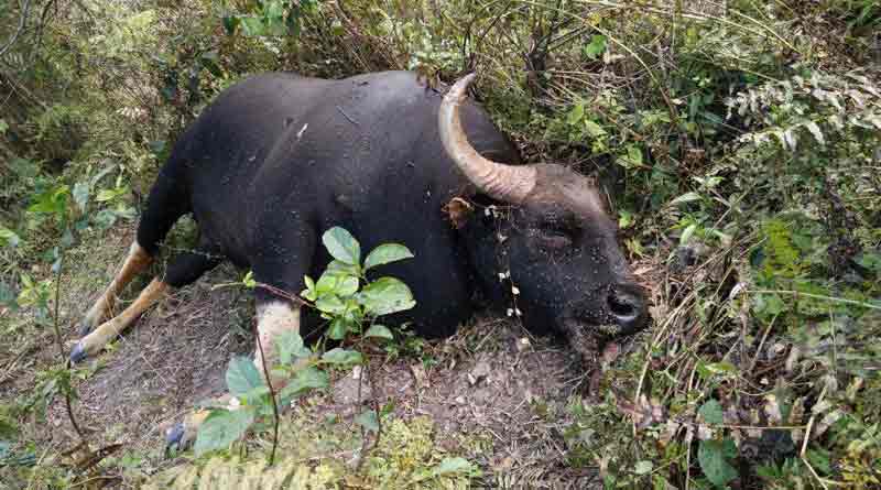Fight for partner, two bison killed each other