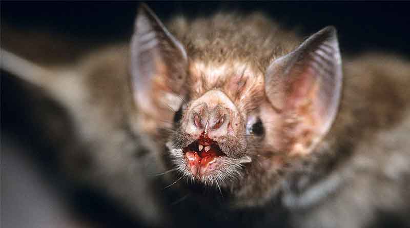 Vampire bats targeting humans for blood 