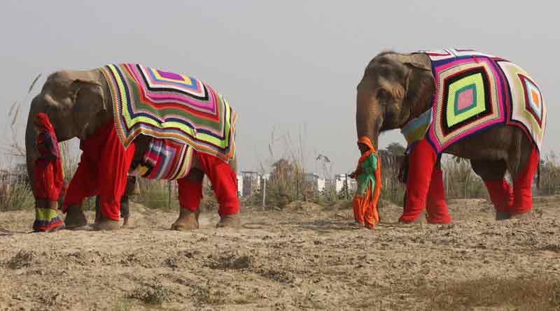 elephant wear rocking jambo