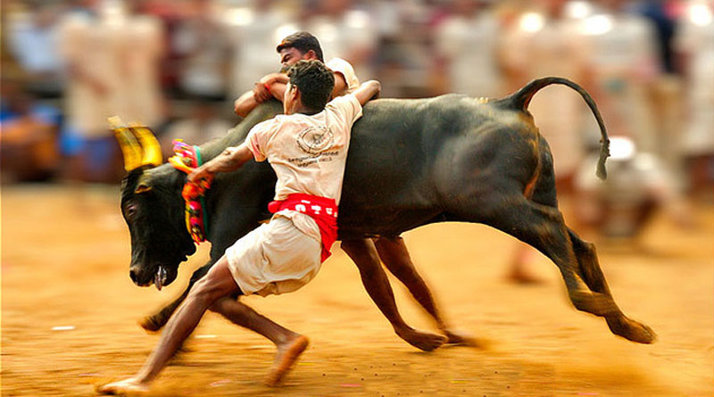 Central Govt gave nod to Jallikattu ordinance