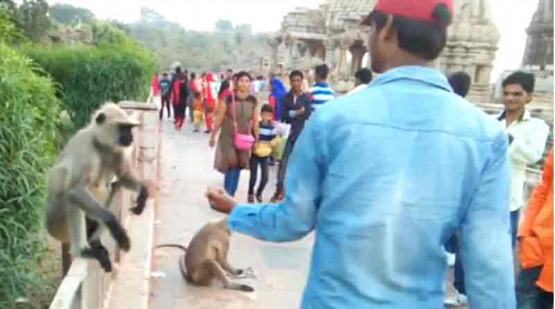 Astonishing-moment-tourist-slaps-monkey-face