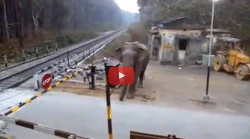 Angry jumbo destroys railway level crossing in dooars