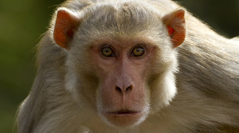 Monkey trouble: Kerala woman ends life by consuming acid