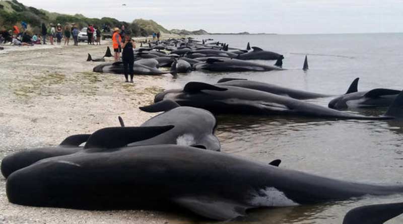 Over 400 whales washed ashore on New Zealand Beach