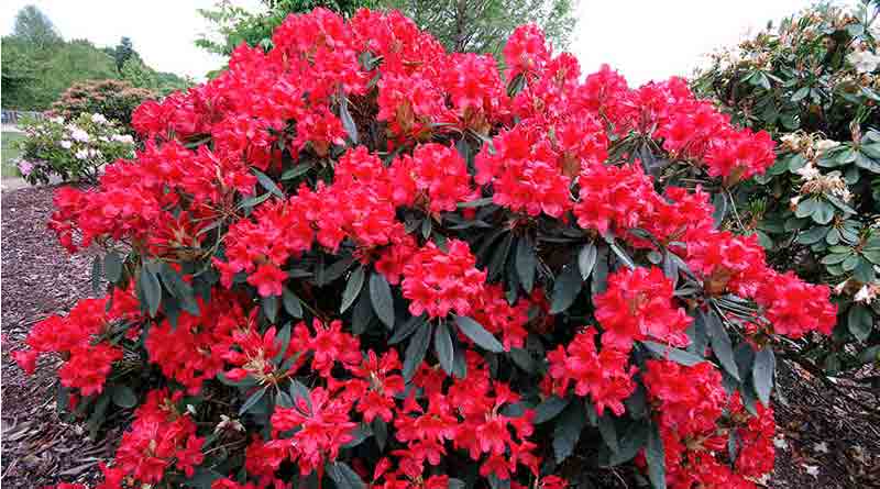 spring sets in with blooming Rhododendron in NorthBengal hills