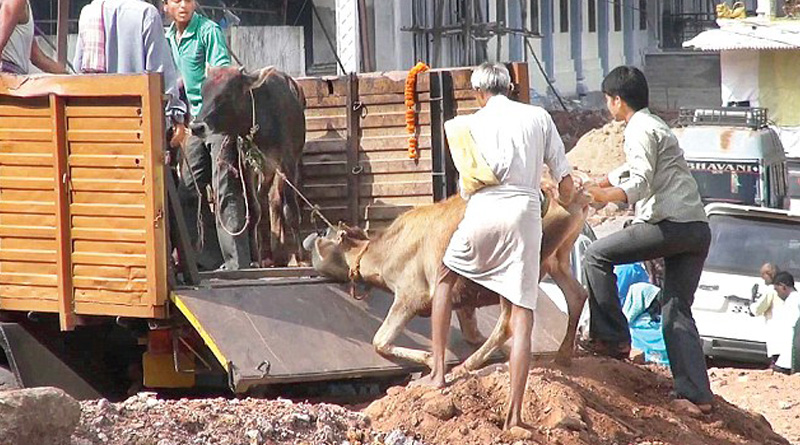 Cattle smugglers attack NSG camp in Haryana