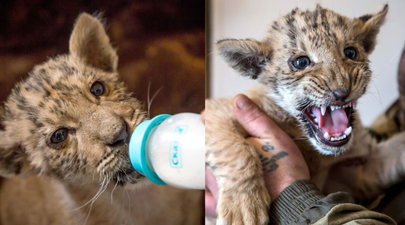 Russian Zoo welcomes baby Liger 