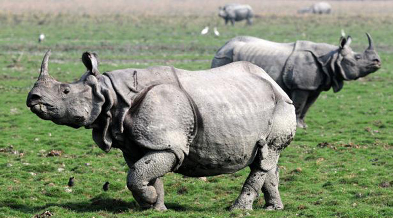 BBC is banned in Kaziranga Tiger Reserves forest for 5 years