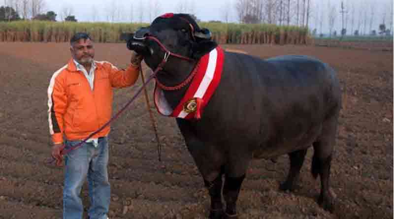 This Buffalo named 'Yuvraj' is worth in Crores