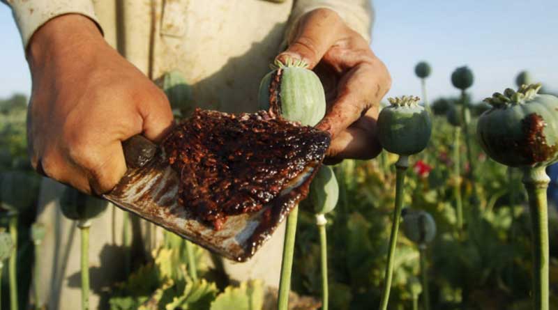 Masked under pharmaceutical trade Opium racket flourishing in North Bengal