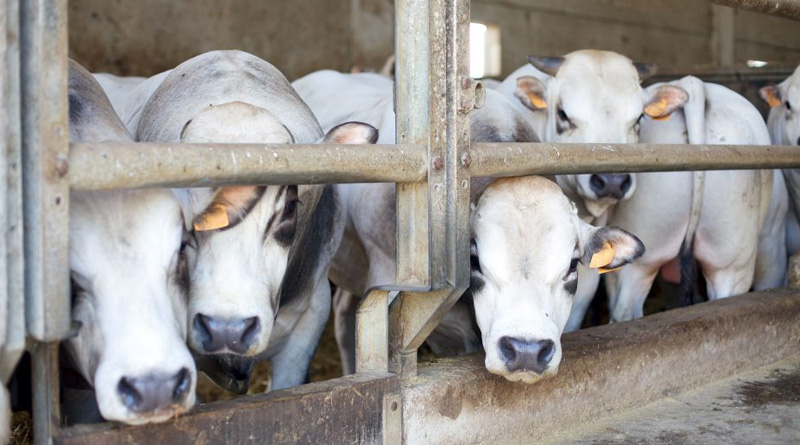  Gujrat announces life term for slaughtering cow