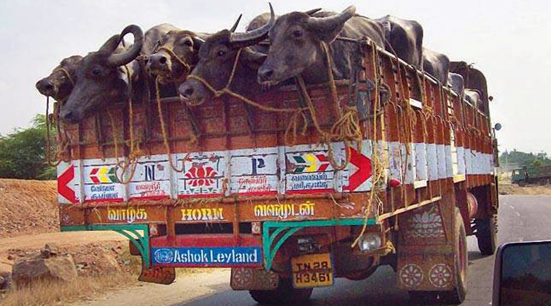 Men transporting buffaloes attacked near Kalkaji Mandir