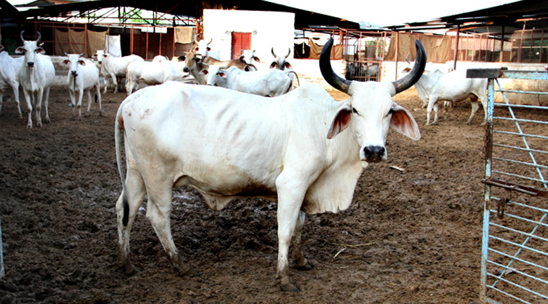 Donate for cow shelters, Haryana govt urges employees 