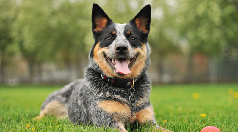 Forest department to rope in dogs to thwart poaching at Gorumara forest