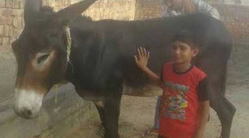 Haryana donkey on sale for Rs 10 lakh