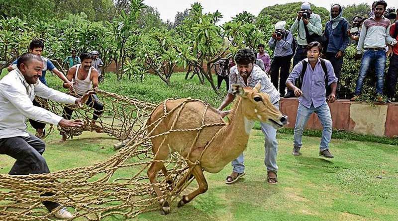 India likely to allow ‘mercy killing’ of wild animals 