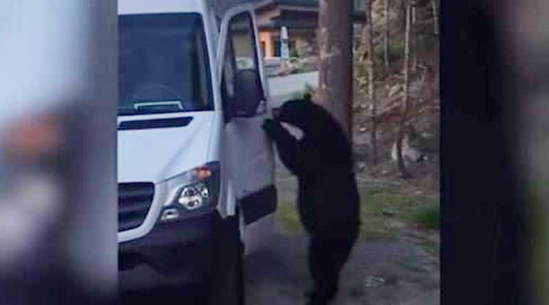 Bear vandalizes van, leaves with water bottle