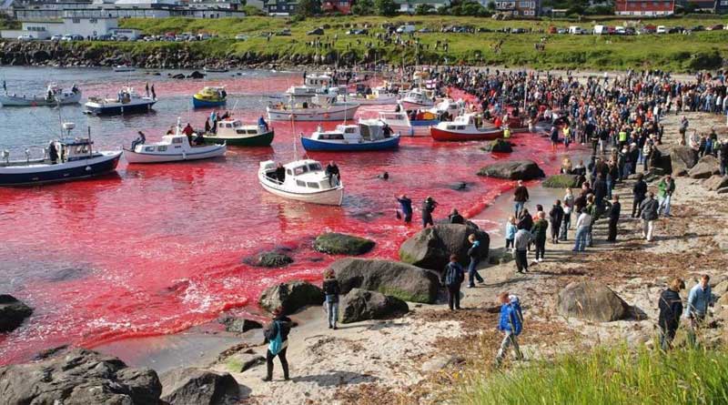 Whale slaughter turns sea red in Denmark, draws flak