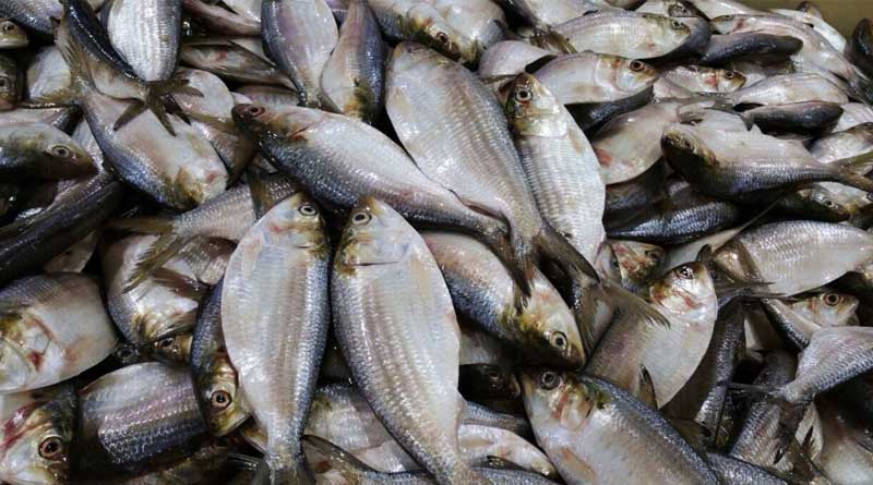 Bangladesh fishermen happy as hilsa abundant in winter