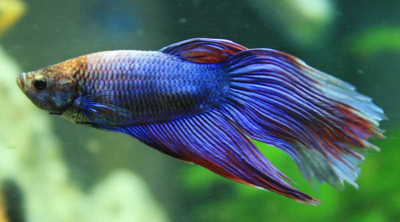 Man cut girlfriend's fish in half during argument