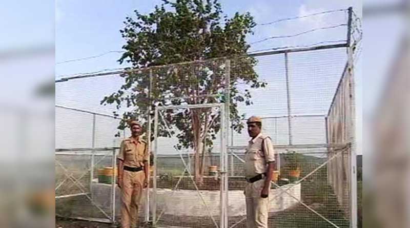 MP ‘VVIP Tree’ eating substantial portion of treasury draws flak