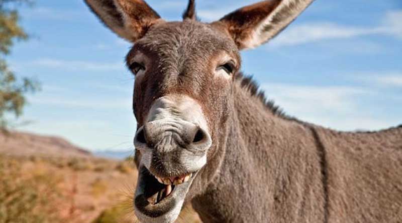 Donkey meat in high demand in Andhra over healing, sex drive enhancing claims | Sangbad Pratidin