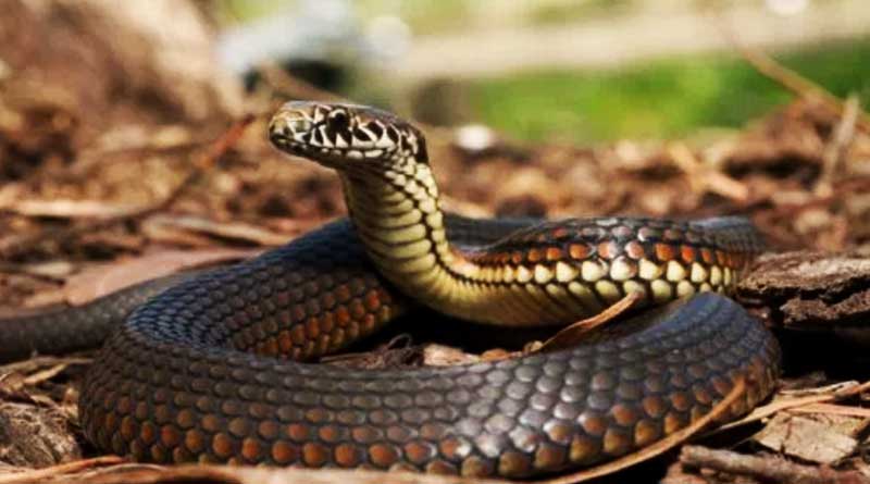 Watch spine-chilling moment Cobra swallows bird