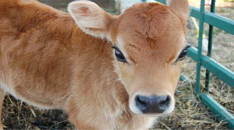 Calf born with two heads in Katwa, lives normal life, video goes viral | Sangbad Pratidin