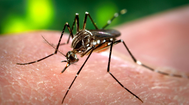 A toddler dies of dengue in Belur | Sangbad Pratidin