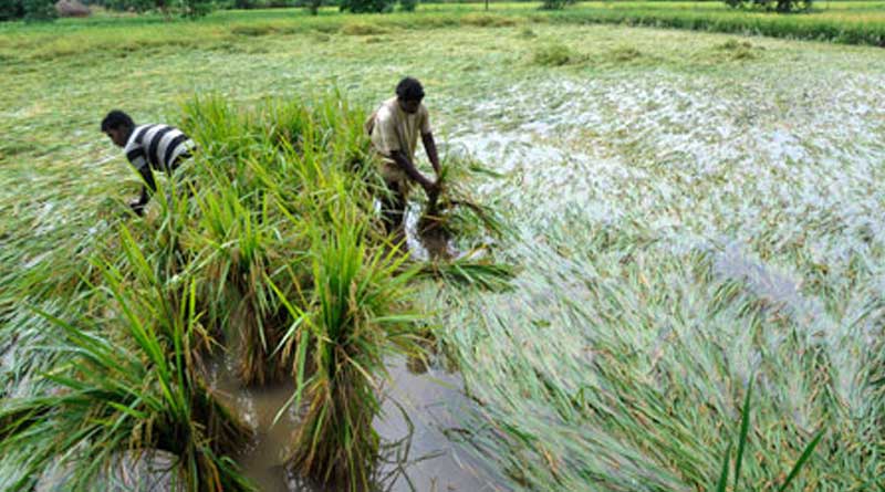 West Bengal govt announces aid for rain hit farmers