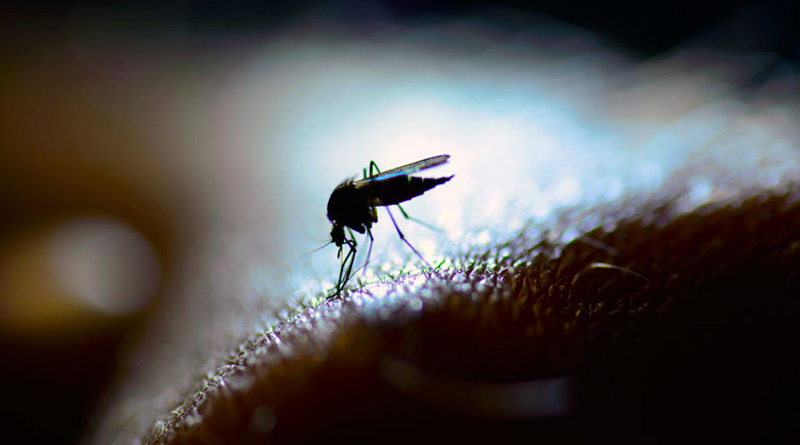 Dengue in Kolkata decreasing as monsoon departs | Sangbad Pratidin