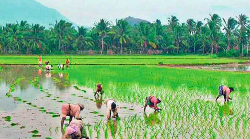 Here is how farmers can get benefit of central and state schemes | Sangbad Pratidin