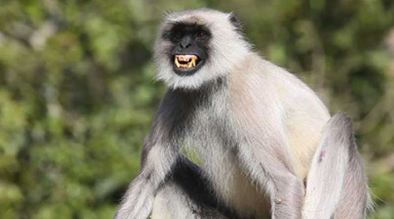 Monkey pushes woman to death in Nadia temple