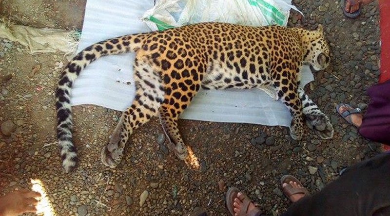 Elephant killed a chita in a tea garden of dooars