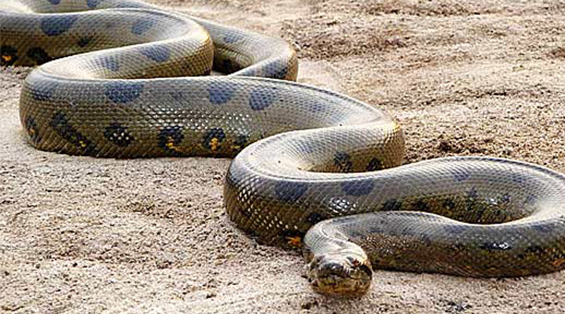 Alipore Zoo to get 4 anacondas in 2018