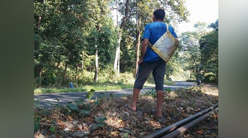 Forest department put camera in Rongtong forest to track tiger