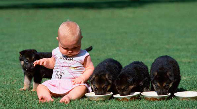 A little child saved by 3 dogs 