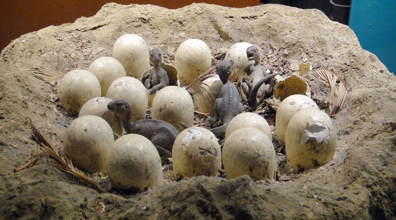 Dinosaur eggs from Jurassic era discovered in China