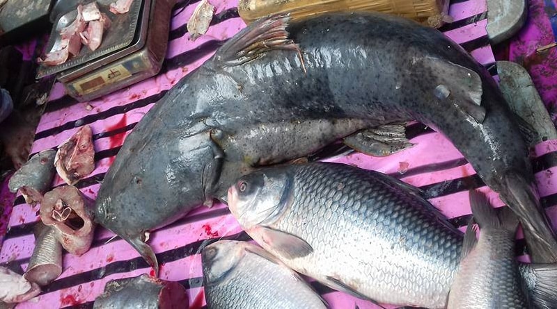‘Fish fair’ in Adi Saptagram tickles Bengali’s test buds