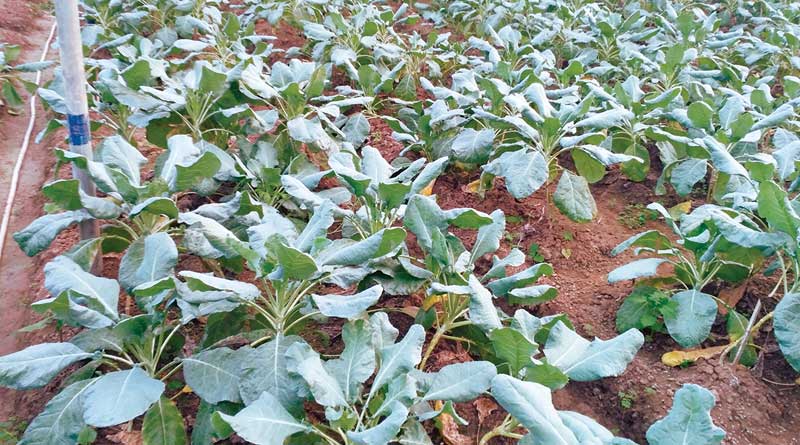 ‘Green Revolution’ in Malda brings smile on farmers’ face