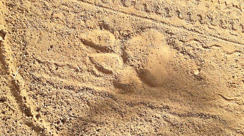 Pug mark sparks tiger scare in Jhargram’s Lalgarh 
