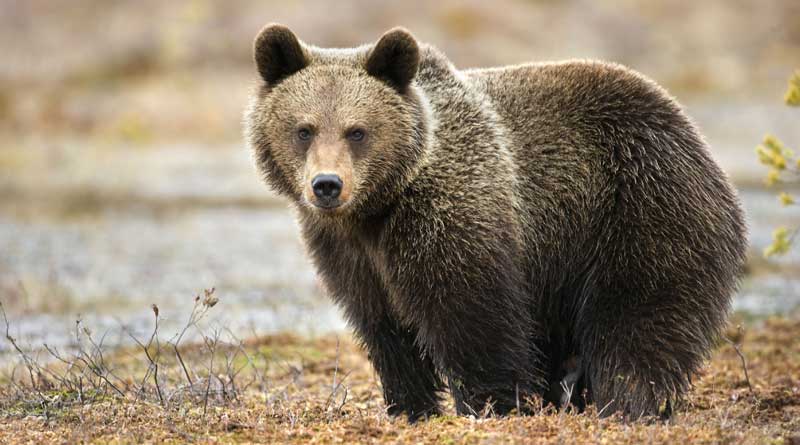 Duplicate bile of Bear Smuggled from North Bengal