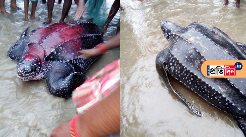 Rare turtile found in Mandarmoni